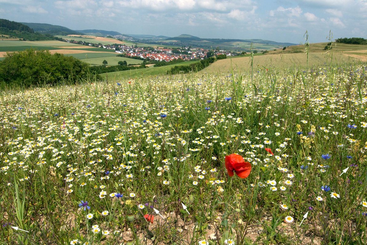 Ackerflora auf dem Riegelberg